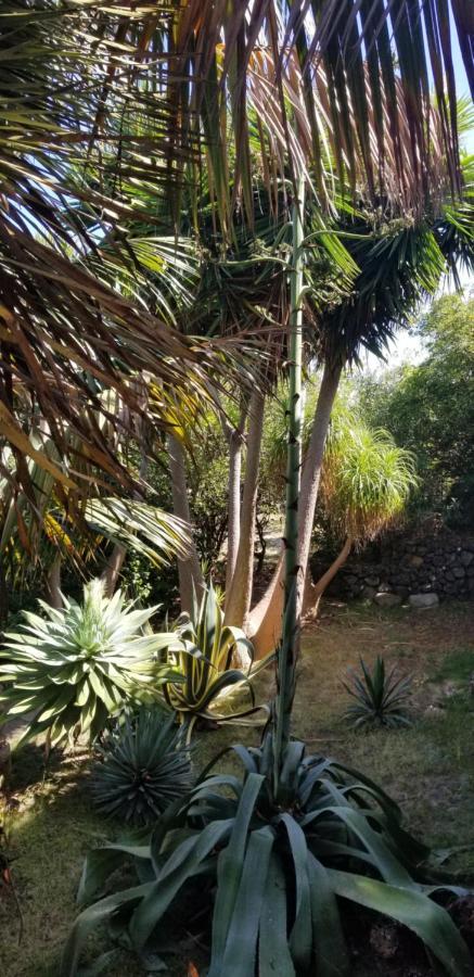 La Casita De La Vega Leilighet Icod De Los Vinos Eksteriør bilde